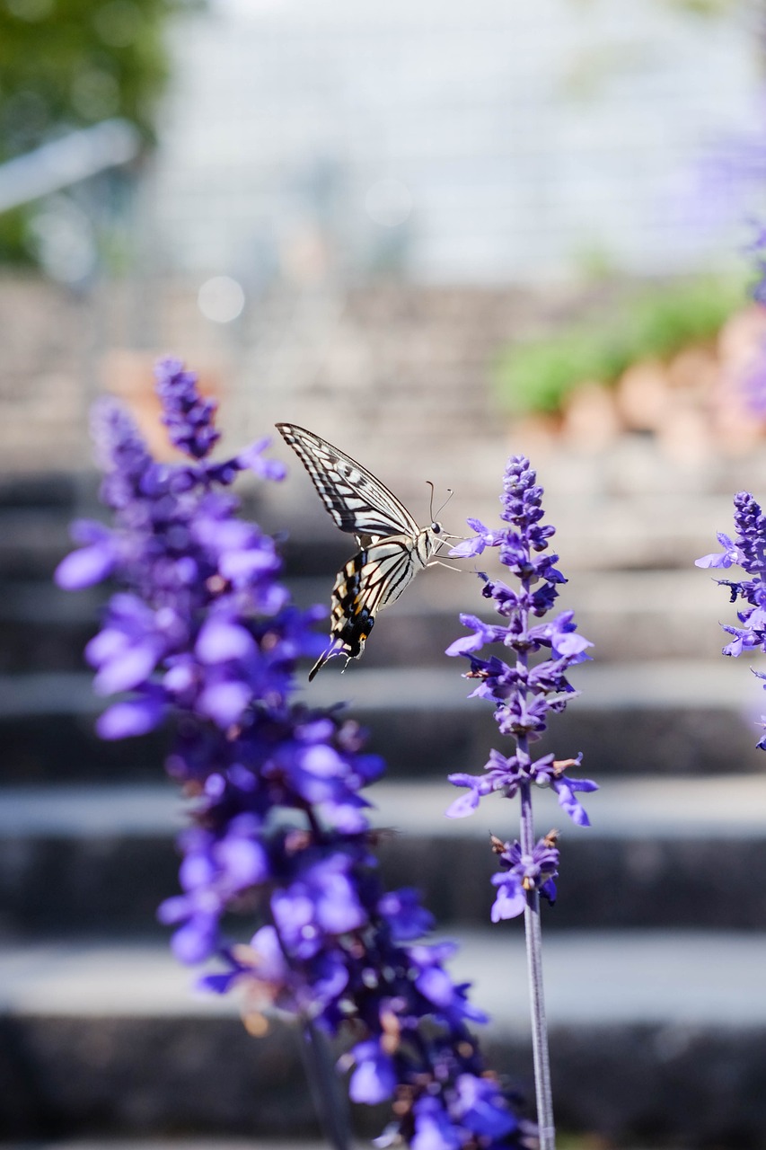 butterfly, lavenders, pollinate, pollination, flowers, purple flowers, inflorescence, bloom, blossom, insect, flower background, lepidoptera, flora, fauna, entomology, flower wallpaper, garden, botanical garden, beautiful flowers, nature, flowers, garden, garden, garden, garden, garden, botanical garden